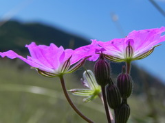 Erodium alpinum