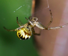 Phonognatha graeffei