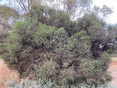 Melaleuca lanceolata