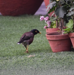 Acridotheres tristis
