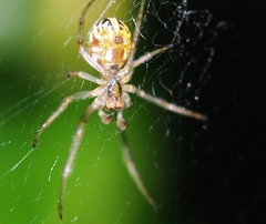 Phonognatha graeffei