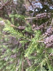 Melaleuca lanceolata