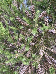 Melaleuca lanceolata