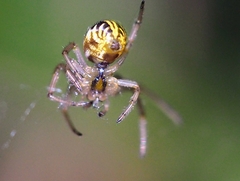 Phonognatha graeffei