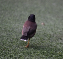 Acridotheres tristis