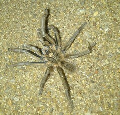Harpactirinae