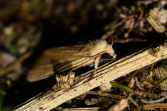 Ichneutica blenheimensis