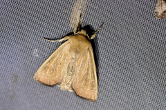 Ichneutica blenheimensis