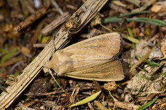 Ichneutica blenheimensis