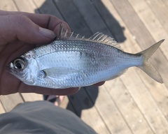 Eucinostomus argenteus