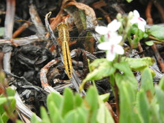 Crocothemis nigrifrons