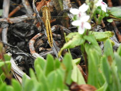 Crocothemis nigrifrons