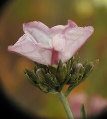 Convolvulus oleifolius