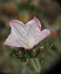 Convolvulus oleifolius