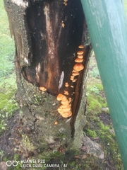 Flammulina velutipes