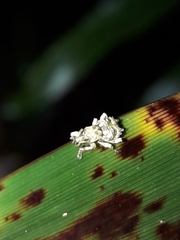 Brachyolus punctatus