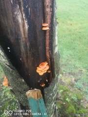 Flammulina velutipes