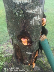 Flammulina velutipes