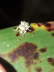 Brachyolus punctatus