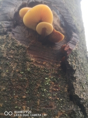 Flammulina velutipes