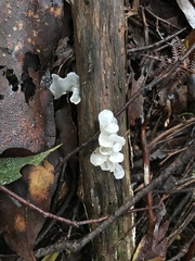 Tremella fuciformis
