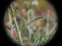 Convolvulus oleifolius