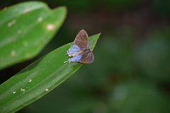 Drupadia ravindra