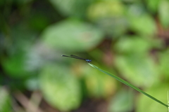 Prodasineura collaris