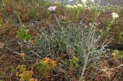 Convolvulus oleifolius