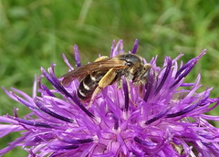Halictus quadricinctus