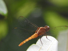 Rhodothemis lieftincki