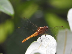 Rhodothemis lieftincki