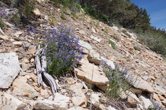 Penstemon decurvus