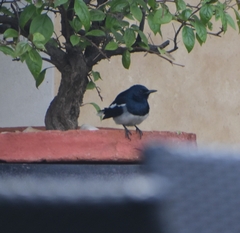 Copsychus saularis