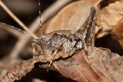 Neduba