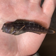 Parablennius marmoreus