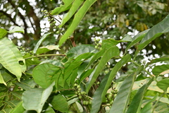 Aphanamixis polystachya