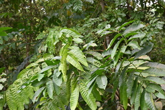 Aphanamixis polystachya