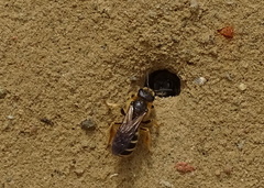 Halictus quadricinctus