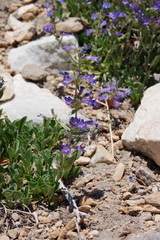 Penstemon decurvus