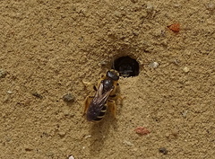 Halictus quadricinctus