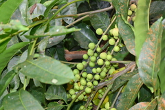 Aphanamixis polystachya