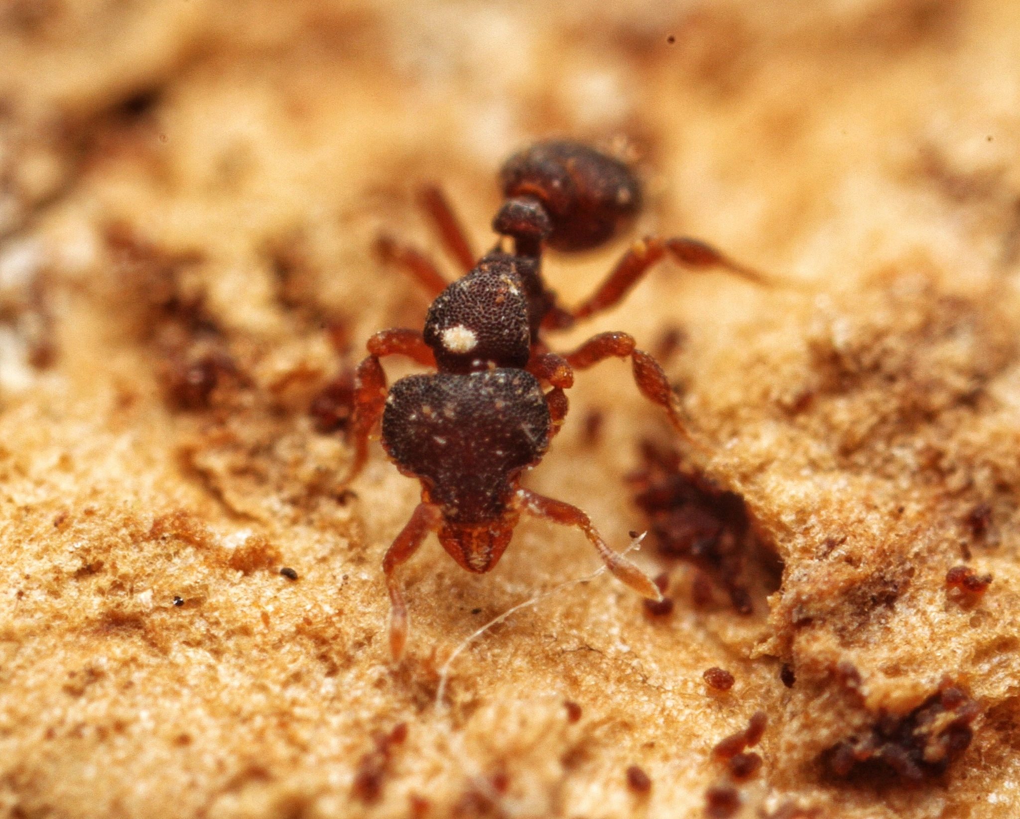 Octostruma balzani