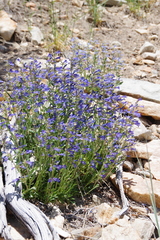 Penstemon decurvus