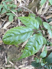 Strobilanthes pentastemonoides