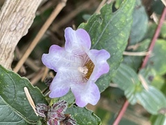 Strobilanthes pentastemonoides