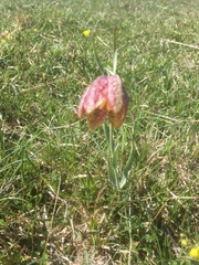 Fritillaria montana