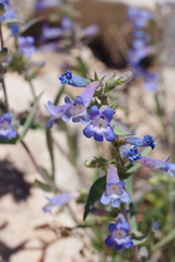 Penstemon decurvus