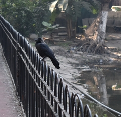 Corvus splendens