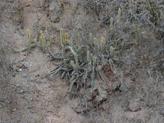 Corryocactus erectus